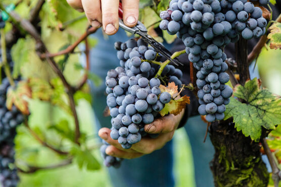 Vendemmia 2014 Rainoldi-101