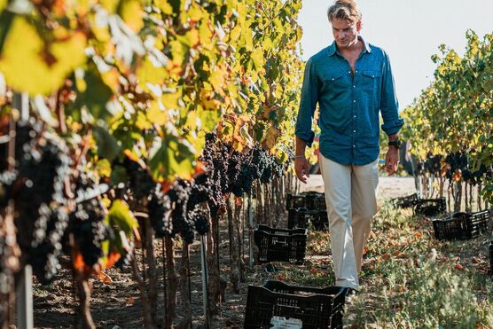 Vendemmia 25_Conti Zecca 3