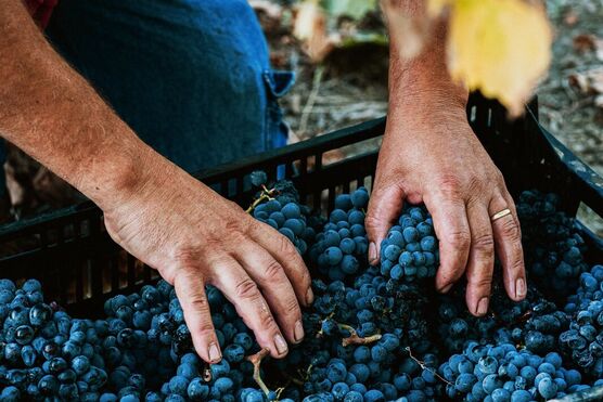 Vendemmia 25_Conti Zecca 2